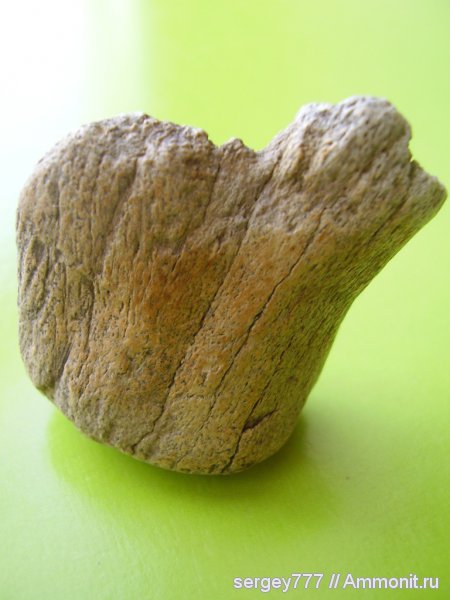 растения, Украина