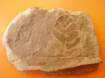 Neuropteris