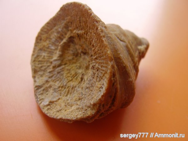 карбон, Россия, Pseudobradyphyllum