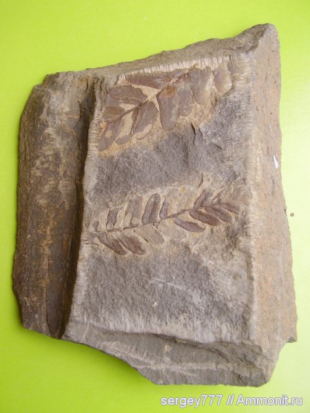 Украина, птеридоспермы, Neuropteris, нейроптерис, высшие растения, Луганская область