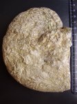 PHYLLOCERAS