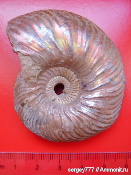 юра, Quenstedtoceras, верхний келловей, Quenstedtoceras lamberti, Jurassic