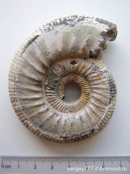 юра, Binatisphinctes rjasanensis, верхний келловей, Jurassic