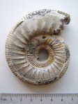 Binatisphinctes rjasanensis