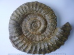 EODEROCERAS