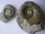 Lytoceras