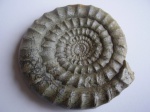 Arietites (Coroniceras)