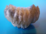 Rhynchonellida