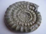 Arietites (Coroniceras)