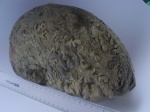 крупный Tragophylloceras
