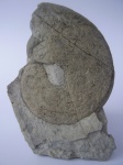 Phylloceras