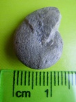маленький Calliphylloceras