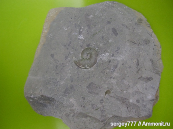 юрский период, Украина, Lytoceras, Закарпатская область, Приборжавский карьер, Jurassic
