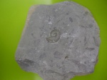 маленький Lytoceras