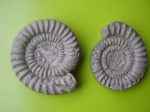Echioceras