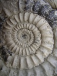 детали раковины Arietites