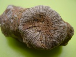 кораллы Крыма 3