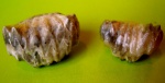 Rhynchonellida