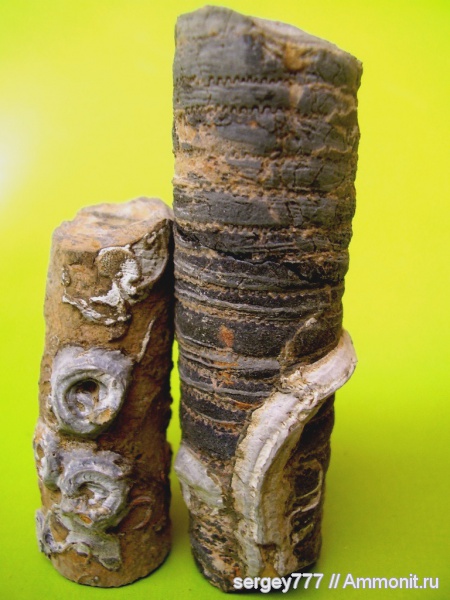морские лилии, юрский период, криноидеи, Крым, Apiocrinus, Jurassic