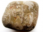 кораллы Крыма 10