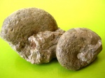 Phylloceras