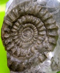 крупный Arietites
