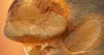пёрышки