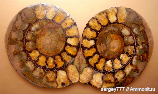 девон, Марокко, Devonian