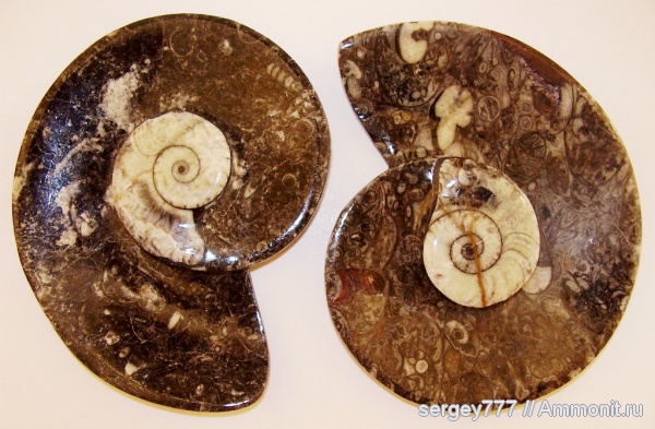 девон, Марокко, Devonian, Goniatitida