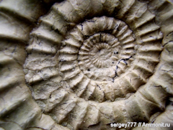 юрский период, Украина, нижняя юра, Arietites, Закарпатская область, Приборжавский карьер, Jurassic, Lower Jurassic