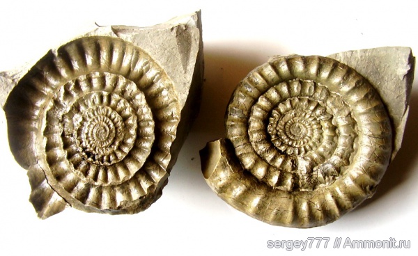 юрский период, нижняя юра, Arietites, Приборжавский карьер, Jurassic, Lower Jurassic