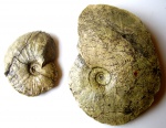 OXYNOTICERAS