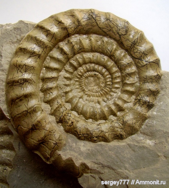 юрский период, нижняя юра, Arietites, Приборжавский карьер, Jurassic, Lower Jurassic