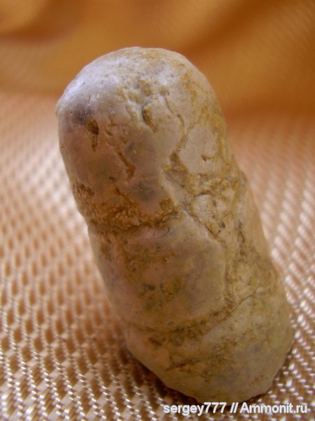 белемниты, юрский период, фрагмоконы, Приборжавский карьер, Jurassic, belemnites, phragmocones