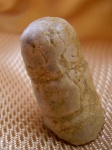 Aulacoceratida