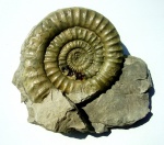 ECHIOCERAS