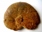CALLIPHYLLOCERAS