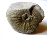 GLEVICERAS