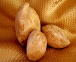 Terebratula