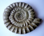 CORONICERAS