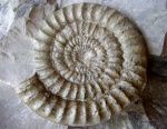 ARIETITES