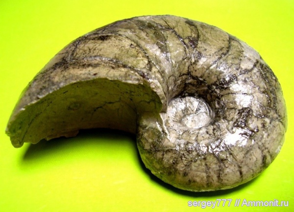 юрский период, Приборжавский карьер, Nautilidae, Jurassic