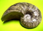 NAUTILIDAE Orbigny