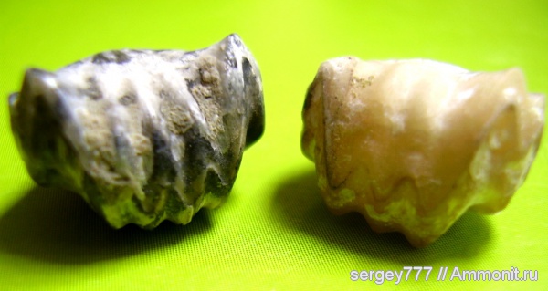 брахиоподы, юрский период, Rhynchonella, Rhynchonellida, Приборжавский карьер, Jurassic