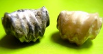 Rhynchonella cf. alemanica Roll