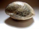 Terebratula aff. punctata Sow