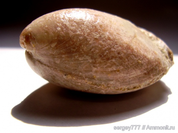 брахиоподы, юрский период, Zeilleria, Terebratulida, Приборжавский карьер, Zeilleria montbizotensis, Jurassic