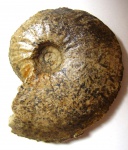 OXYNOTICERAS