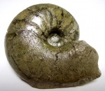 Cenoceras sp.