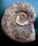 LYTOCERAS cornucopia